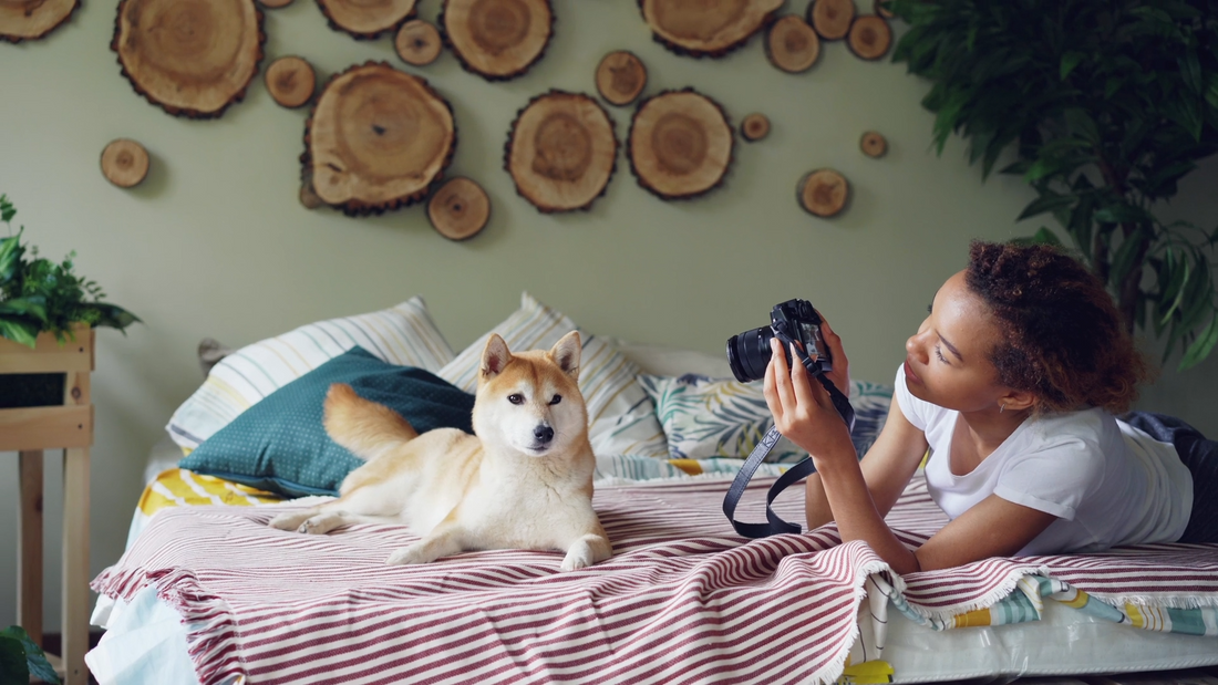 The Cozy Home Pet: Creating a Calm, Beautiful Space for Everyday Companionship