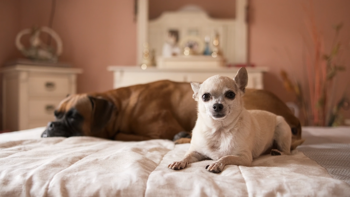Better Rest for Happier Pets: Why Sleep Spaces Matter in a Modern Pet Home