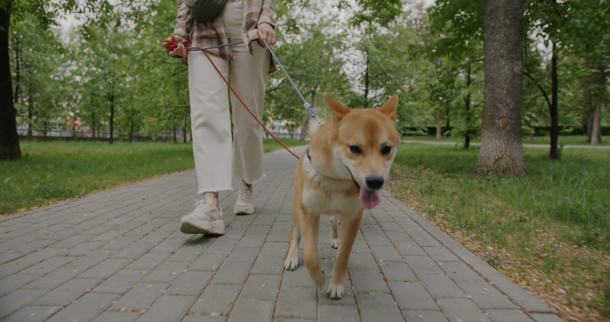 The Everyday Walk: Turning a Simple Leash Routine into a Better Pet Lifestyle