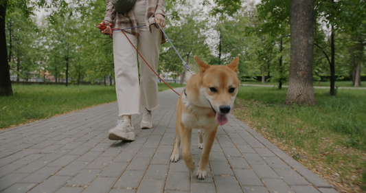 The Everyday Walk: Turning a Simple Leash Routine into a Better Pet Lifestyle