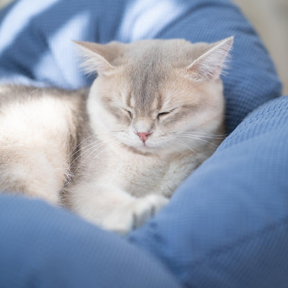 Elevated Wooden Cat Bed Sofa with Cushion Lounge Chair
