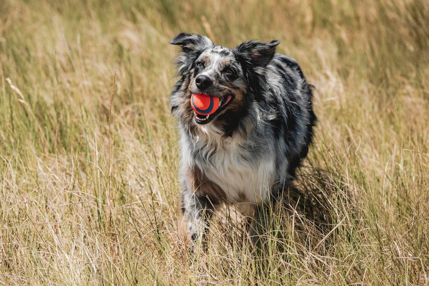 Dog Fetch Ball Launcher Ultra Indoor Toy